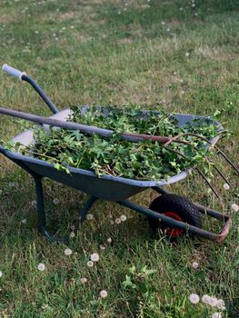 Wheelbarrow filled with yard waste and weeds being cleared