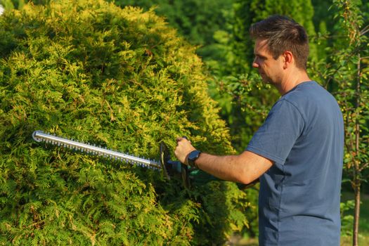 Landscaper trimming green hedge with electric trimmer