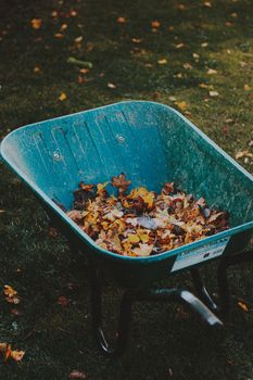 Autumn leaves on grass requiring seasonal cleanup